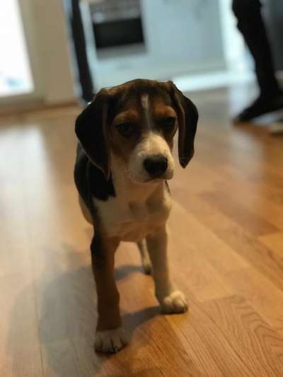 Welpenfotos-Beitrag-Bild