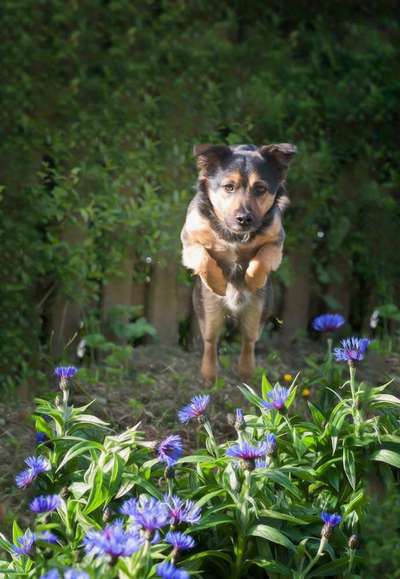 Die Dogorama Monats Challenge "Es grünt und blüht"-Beitrag-Bild