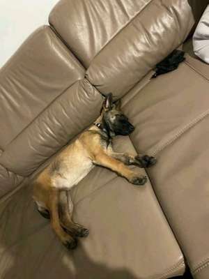 Suchmeldung-Belgischer Schäferhund-Bild