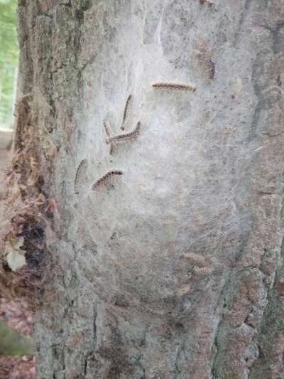 Giftköder-EPS-Bild