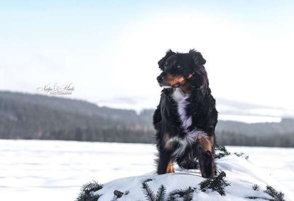 Dein Hund im Dogorama-Kalender 2021-Beitrag-Bild