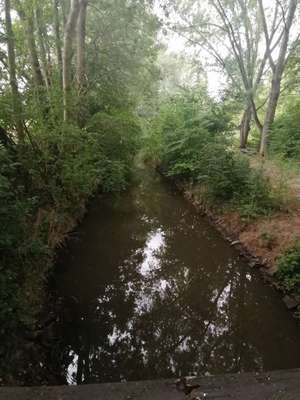 Hundeauslaufgebiet-Hundewiese am Eisbach-Bild