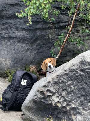 Hundetreffen-Gemeinsame Gassirunde-Bild