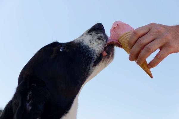 Rezepte für Hunde-Eis-Beitrag-Bild