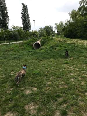 Hundeauslaufgebiet-Groß-Enzersdorf-Bild