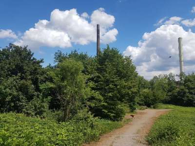 Hundeauslaufgebiet-Essenberger Halde (alte Mülldeponie)-Bild