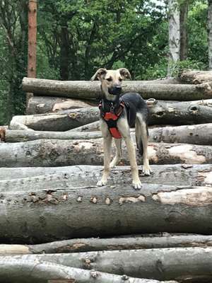 Hundeauslaufgebiet-Stölpchensee-Bild