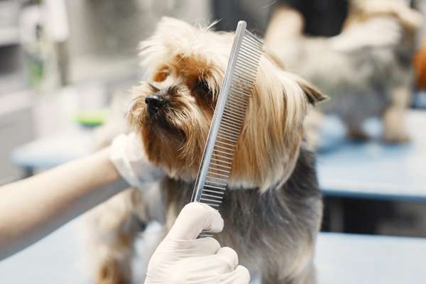 Was macht einen guten Groomer/Tierfriseur aus?-Beitrag-Bild