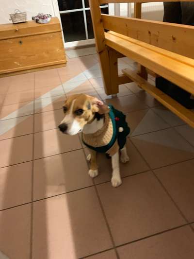 Hier ist der Spaßthread. Zum Schmunzeln und Kaputtlachen-Beitrag-Bild