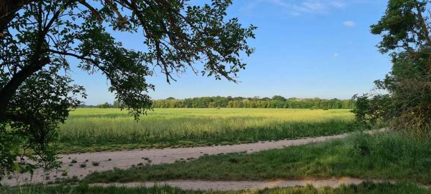 Hundeauslaufgebiet-Stadtkante/ Mauerweg-Bild