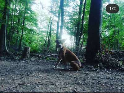 Hundeauslaufgebiet-Stadtwald Saarbrücken-Bild