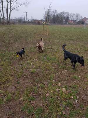 Hundeauslaufgebiet-Marienweg Burg-Bild