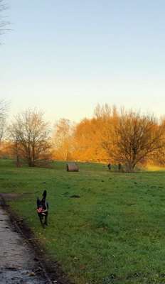 Hundeauslaufgebiet-Burgunderweg-Bild