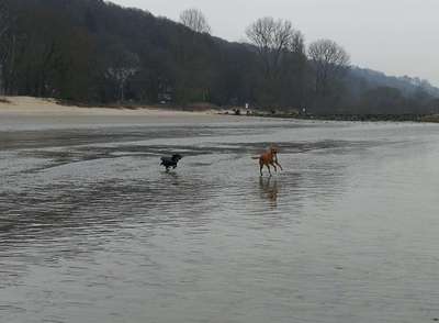 Hundeauslaufgebiet-Strandflächen Falkensteiner Ufer-Bild