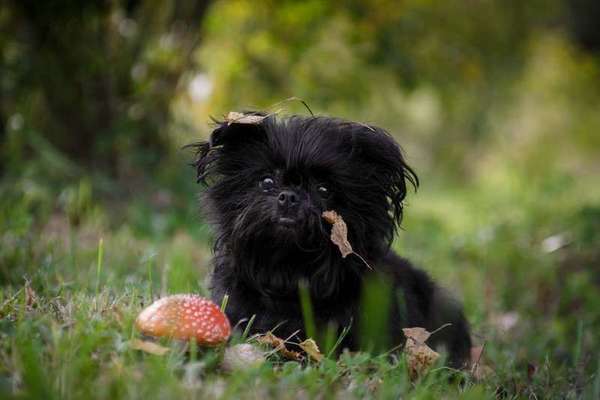Affenpinscher-Beitrag-Bild