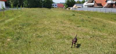 Hundeauslaufgebiet-Hundewiese Rodenberg-Bild