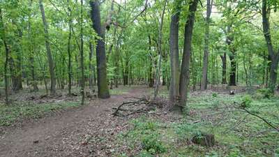 Hundeauslaufgebiet-Am Stößensee Spandau Nord-Bild