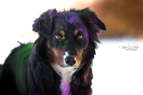 Dein Hund im Dogorama-Kalender 2021-Beitrag-Bild