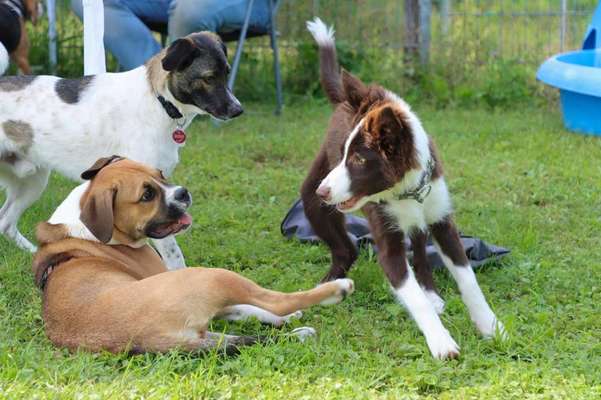 Hundeauslaufgebiet-Hundewiese Wallersheim-Bild