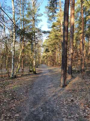 Hundeauslaufgebiet-Adlershofer Wald-Bild