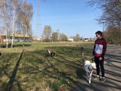 Hundeauslaufgebiet-Landschaftspark Herzberge-Bild