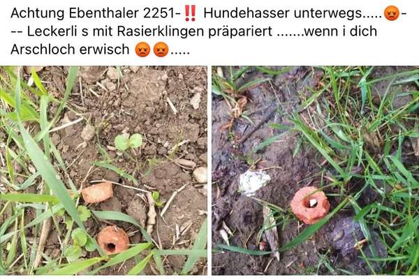 Giftköder-Leckerlis mit Rasierklingen-Bild