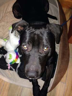 Suchmeldung-Willi-Bild