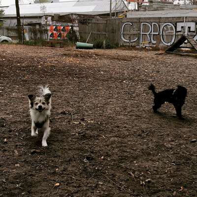 Hundeauslaufgebiet-Modersohnstraße/Revaler Straße-Bild