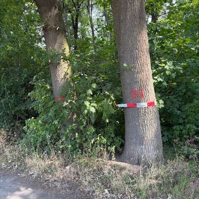 Giftköder-EPS an der Hundewiese-Bild