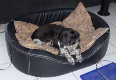 Suchmeldung-Budy-Bild