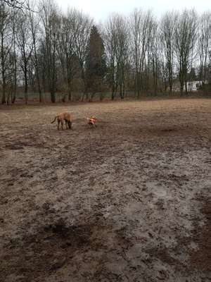 Hundeauslaufgebiet-Wellingsbüttler Landstraße Ost-Bild