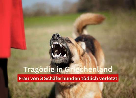 Hundeangriff in Griechenland - wie verhindern, vorbeugen?-Beitrag-Bild