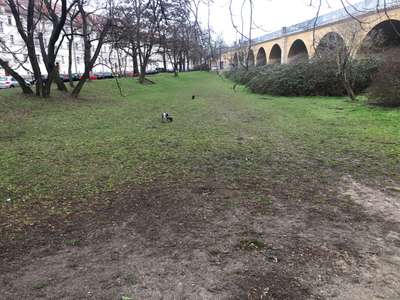 Hundeauslaufgebiet-Blochmannstraße-Bild