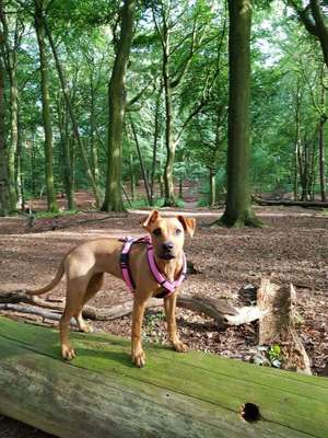 Hundeauslaufgebiet-Meyerspark-Bild