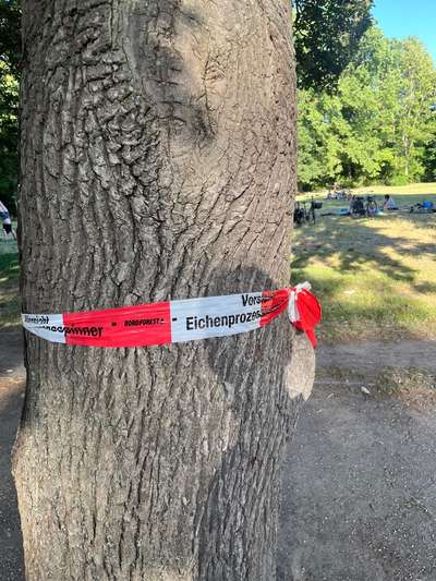 Giftköder-Eichenprozessionspinner-Bild