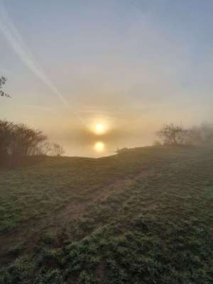 Hundeauslaufgebiet-Frei Nutzbare Wiese Steele-Bild