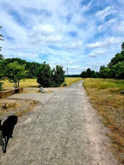 Hundeauslaufgebiet-Hausener Hundeverkehrspunkt-Bild