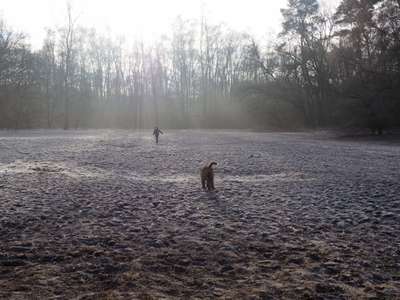 Hundeauslaufgebiet-Steller Heide-Bild