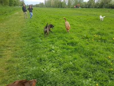 Hundeauslaufgebiet-Überlauf Hohnsen-Bild