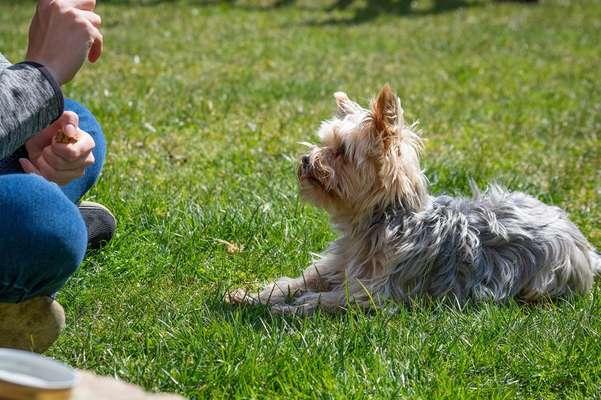 Dogorama Blog: Die einfachsten Hundetricks für deinen Vierbeiner-Beitrag-Bild