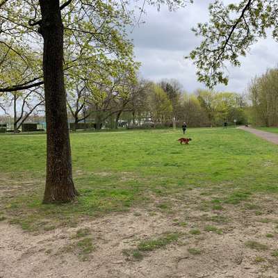 Hundeauslaufgebiet-Johann-Jakob-Weber-Platz-Bild