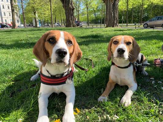 Die Dogorama Monats Challenge "Es grünt und blüht"-Beitrag-Bild