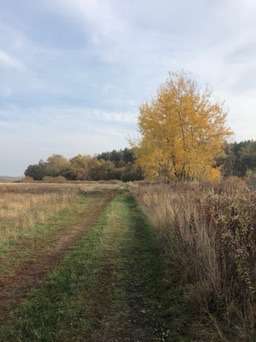 Hundeauslaufgebiet-Falkenseer Alpen-Bild