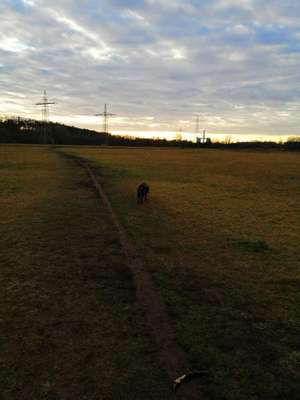 Hundeauslaufgebiet-Oberasbach-Bild