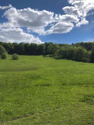 Hundeauslaufgebiet-Waldpark Marienhöhe Nord-Bild