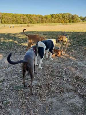 Hundeauslaufgebiet-Auberg-Bild