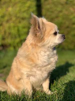 Suchmeldung-Cicco-Bild