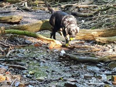 Hundeauslaufgebiet-Oberes Ölbachtal-Bild