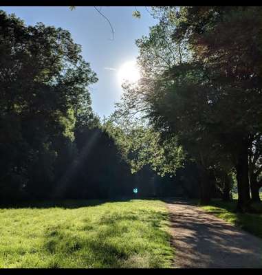 Hundeauslaufgebiet-Beethovenpark-Bild