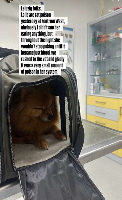 Giftköder-Giftköder Zentrum West - vergifteter Hund-Bild